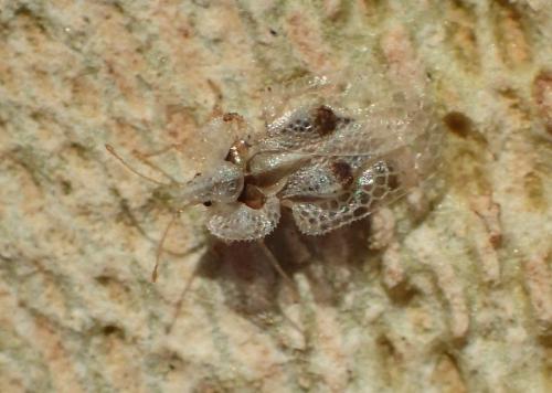 Corythucha ciliata